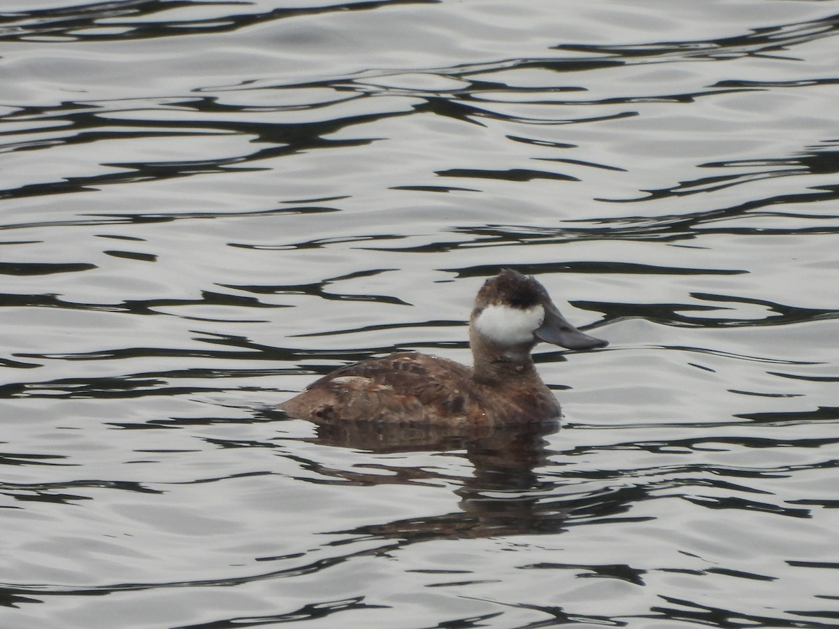 Ruddy Duck - ML623103635