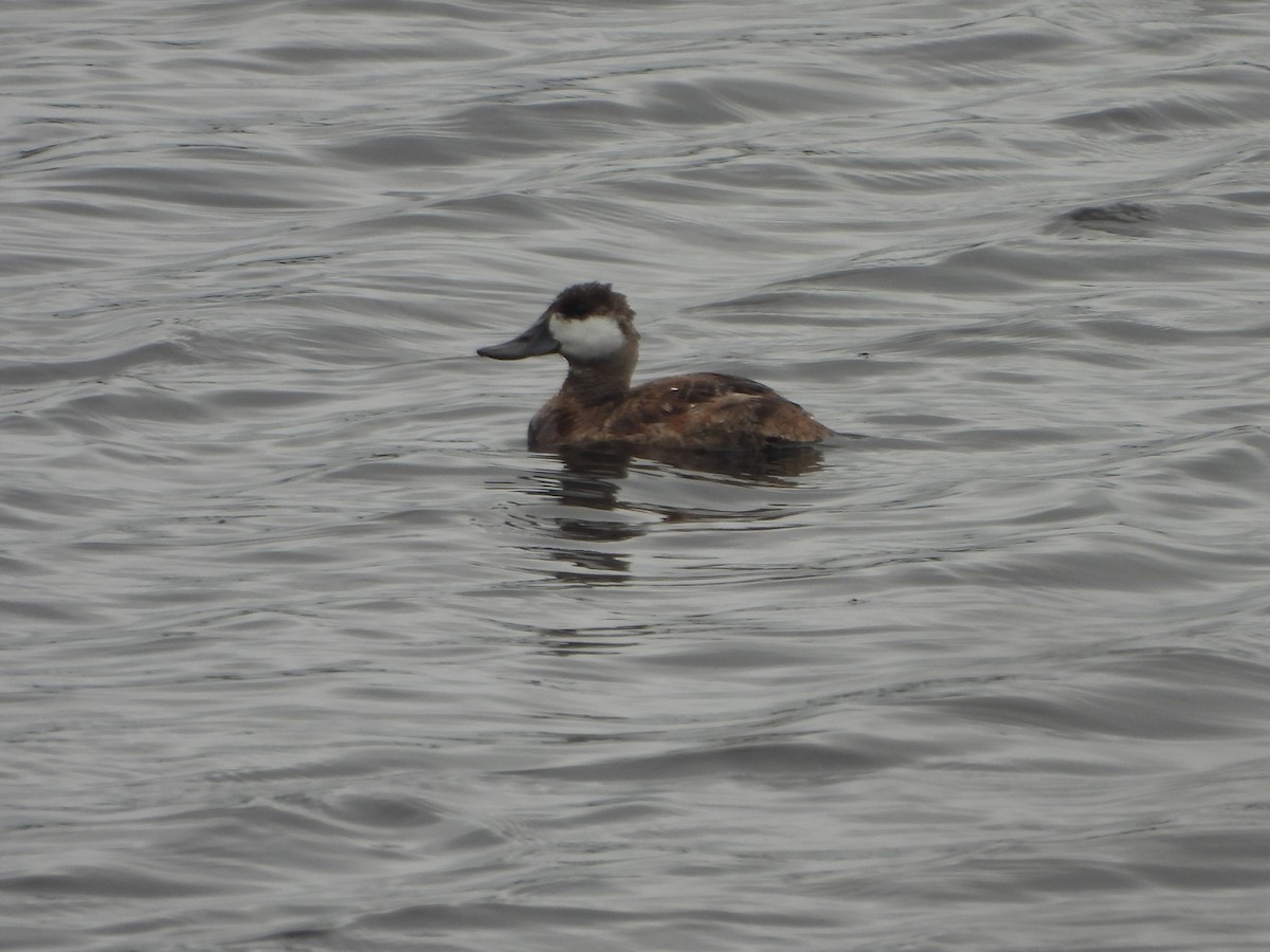 Ruddy Duck - ML623103636