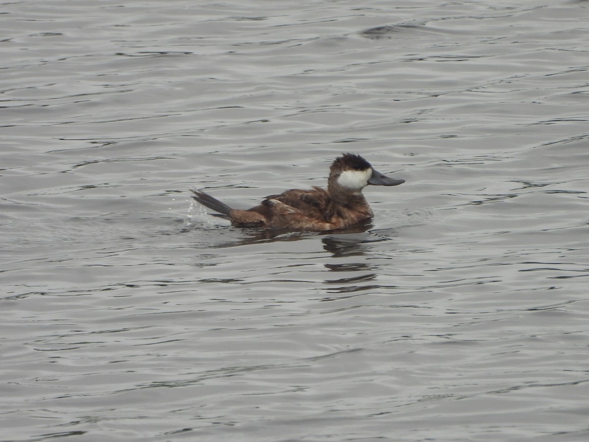 Ruddy Duck - ML623103637