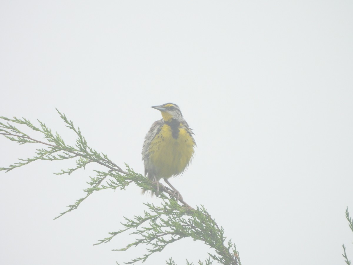 Eastern Meadowlark - ML623103642