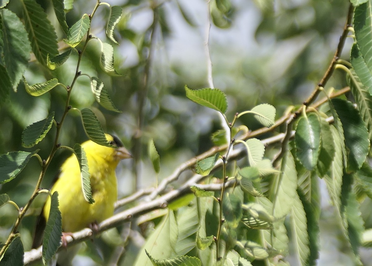 Chardonneret jaune - ML623103643