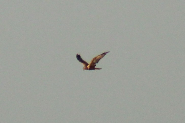 Western Marsh Harrier - Lucía González