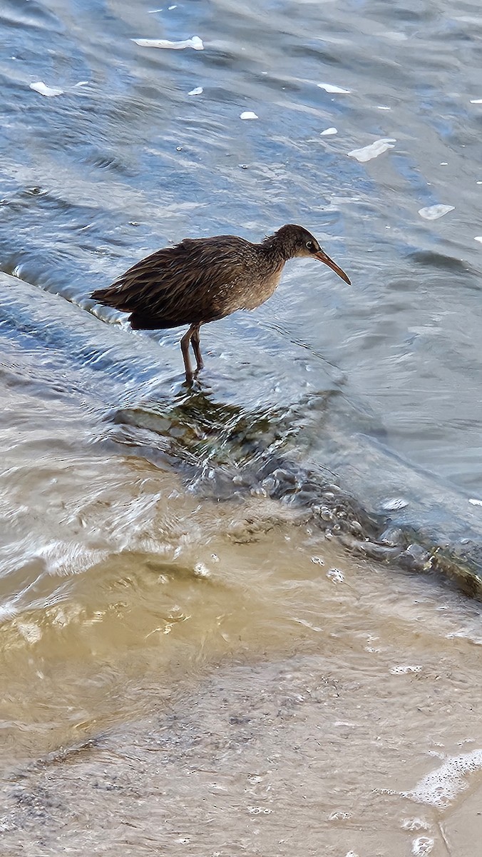 Clapper Rail - ML623103676