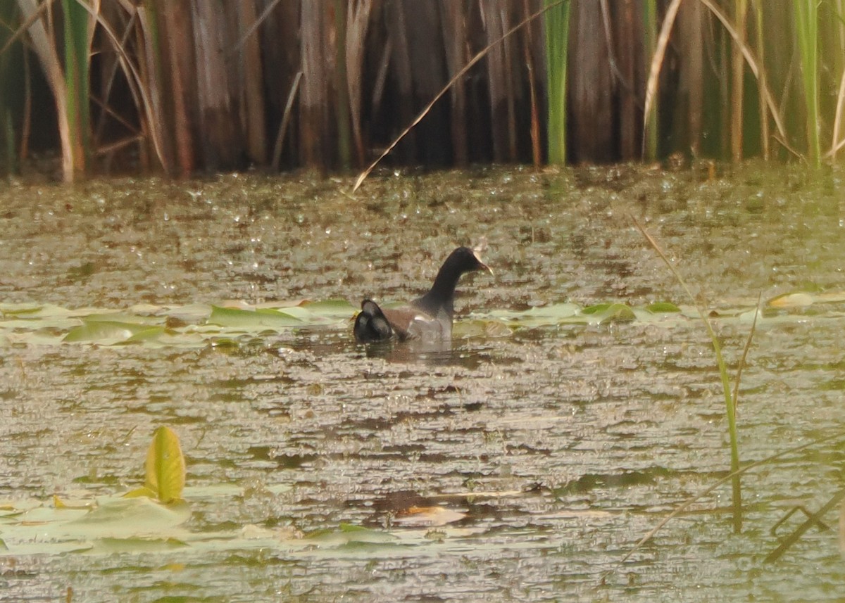 Common Gallinule - ML623103746