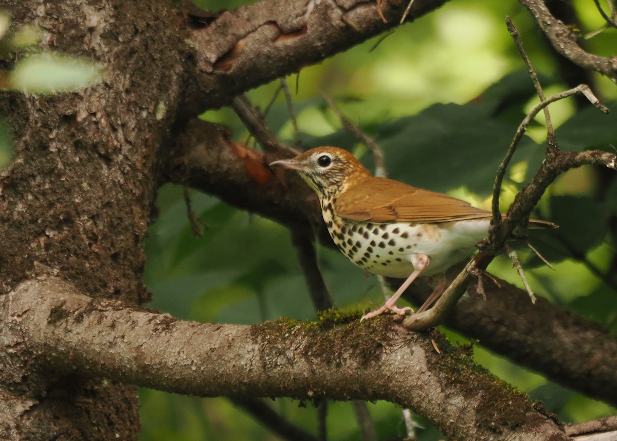 Wood Thrush - ML623103748