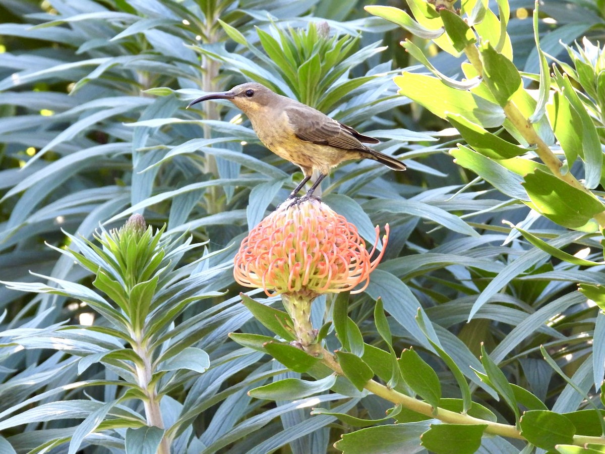 Malachite Sunbird - Elizabeth Stakenborg