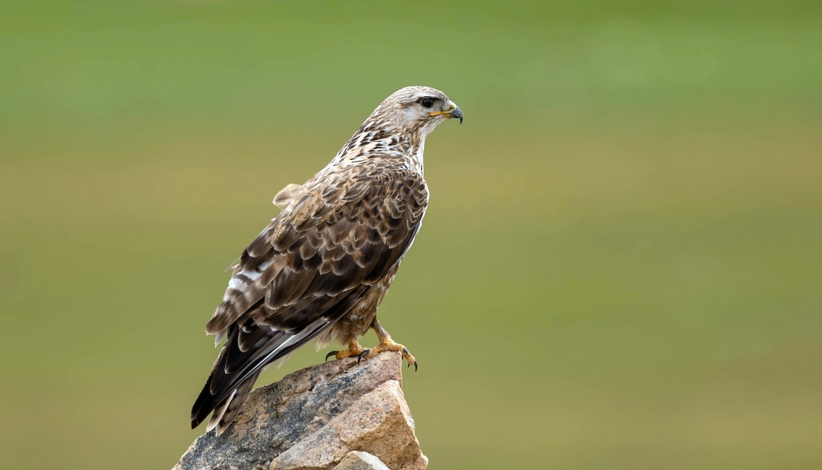 mongolvåk - ML623103795