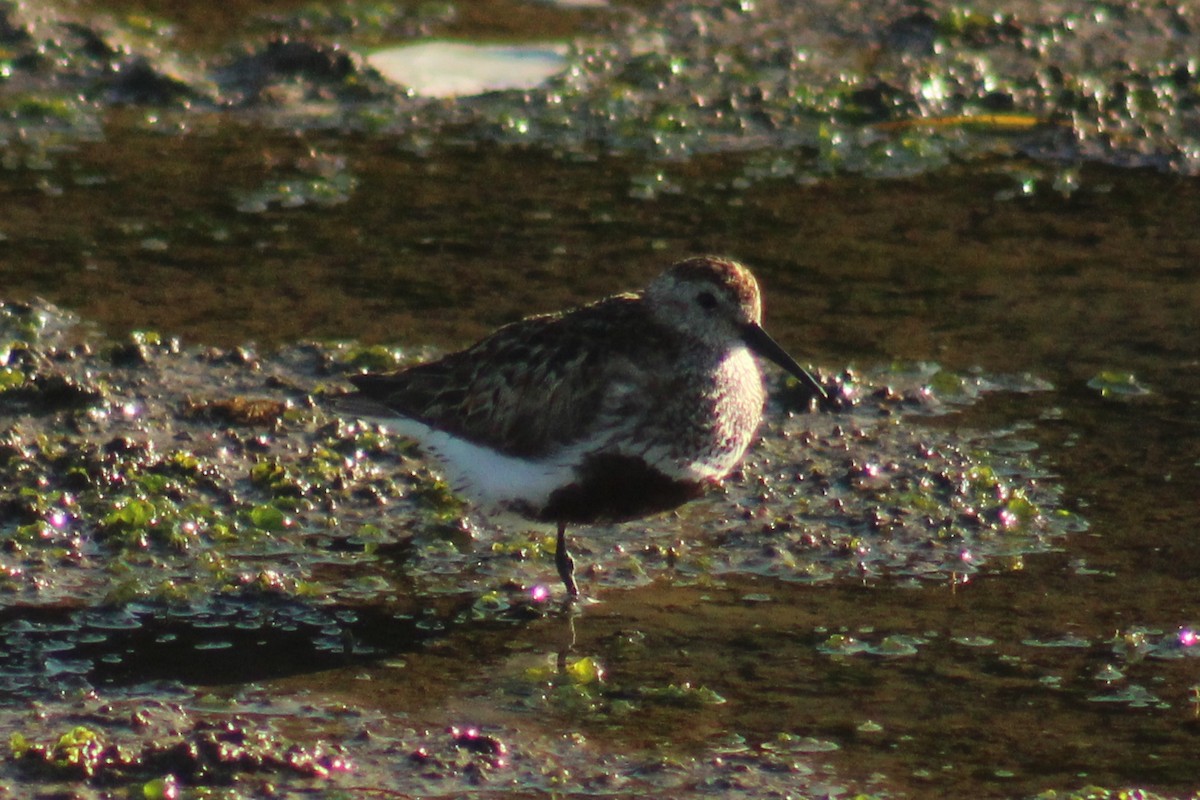 Dunlin - ML623103860