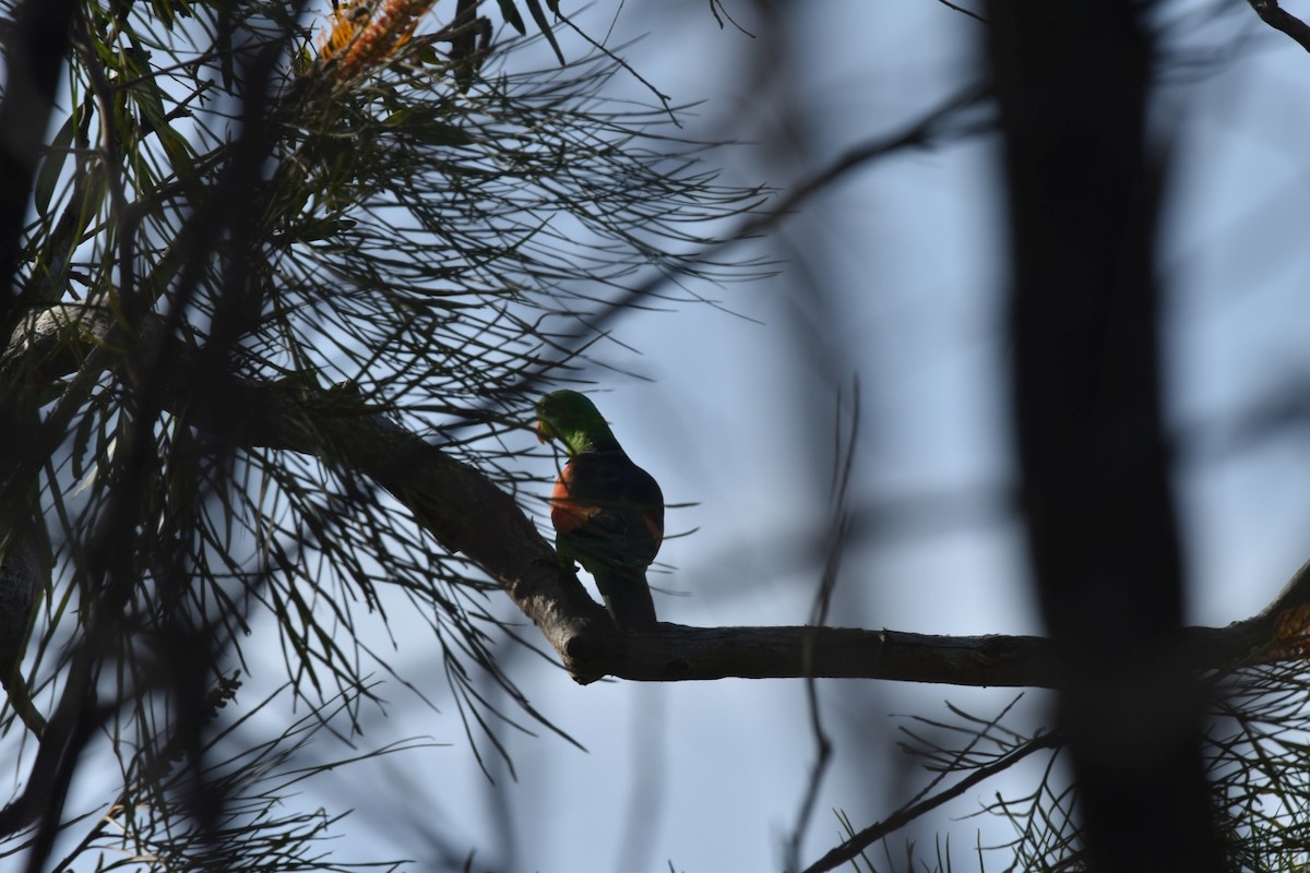 Red-winged Parrot - ML623103896