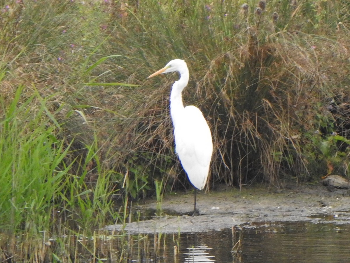 Great Egret - ML623103917