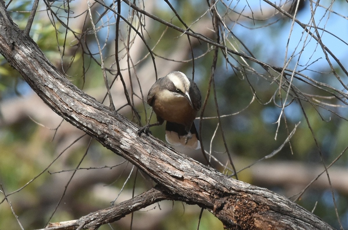 Gray-crowned Babbler - ML623103918