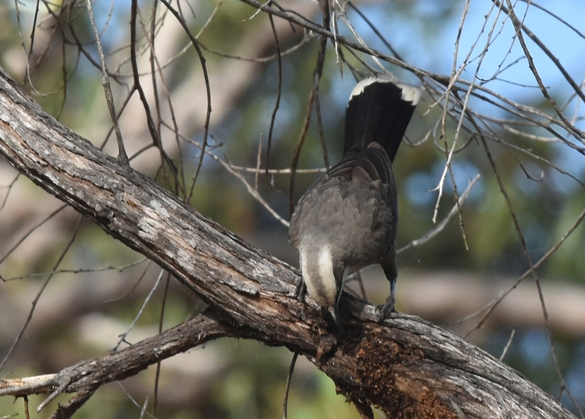 Gray-crowned Babbler - ML623103919