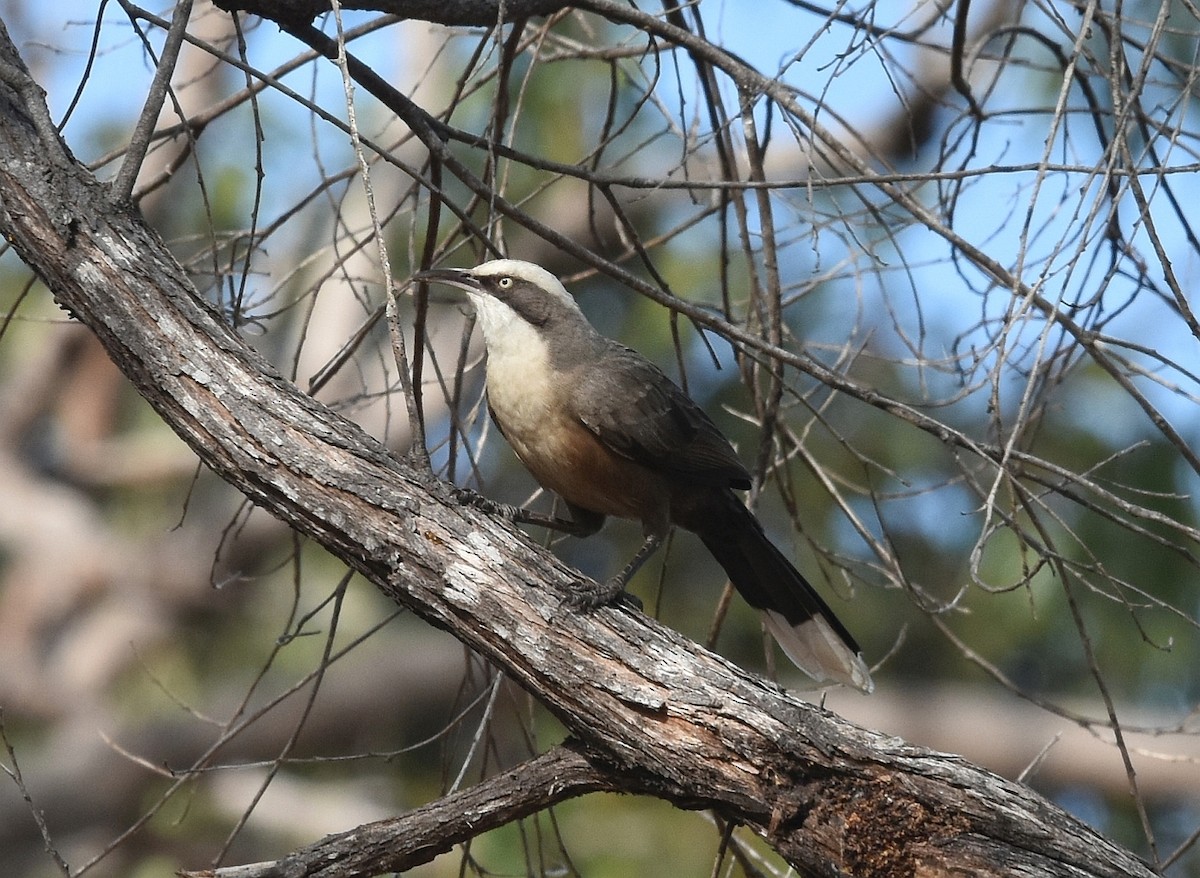 Gray-crowned Babbler - ML623103920