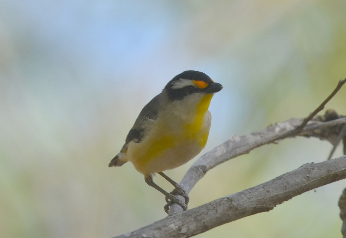 Pardalote à point jaune - ML623103926