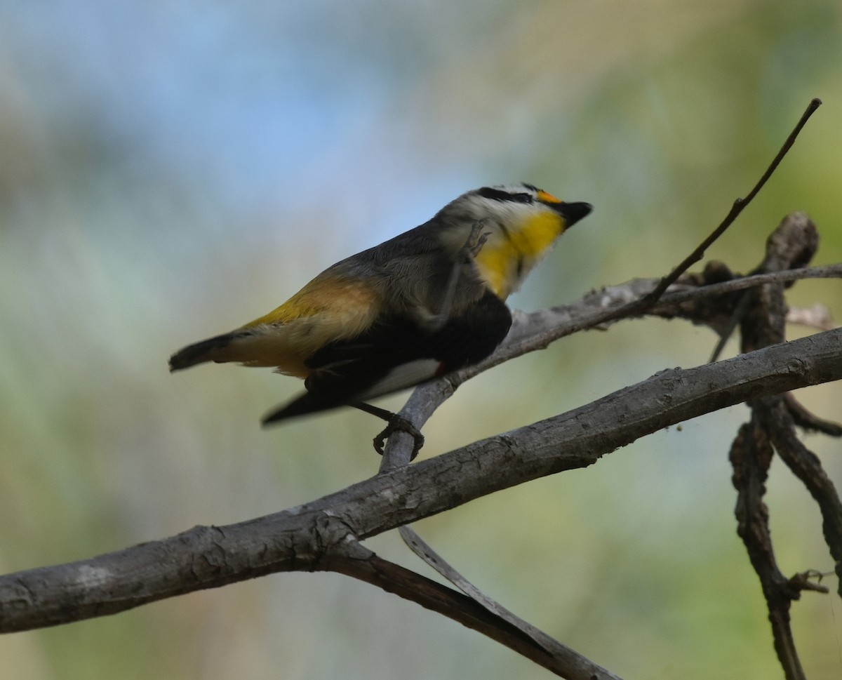 Striated Pardalote - ML623103927