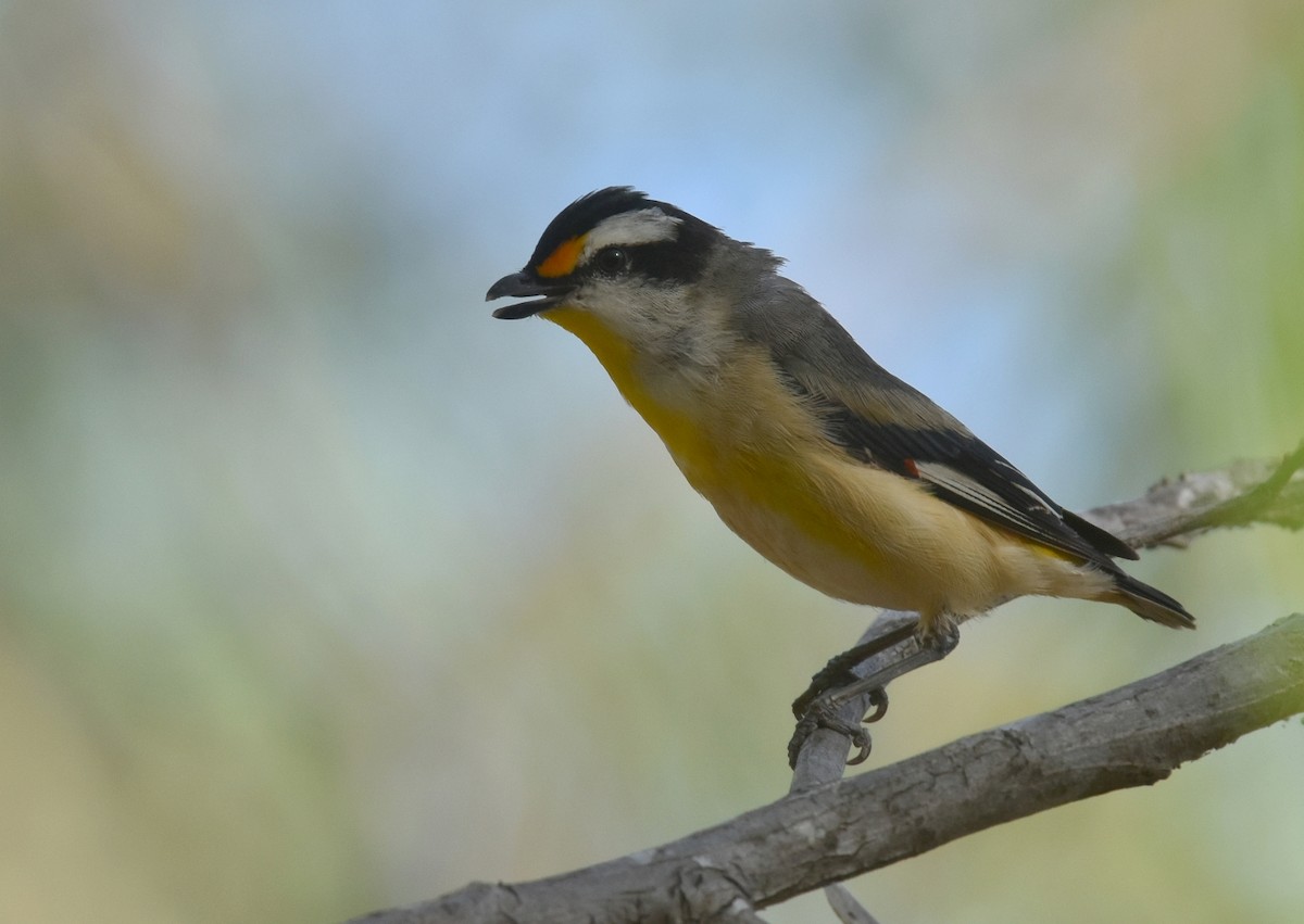 Striated Pardalote - Barry Lingham