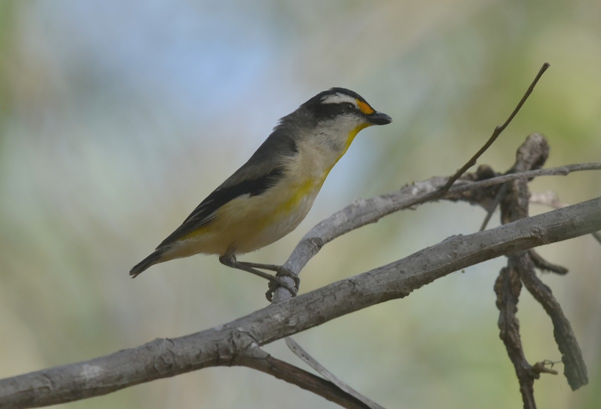 Striated Pardalote - ML623103929
