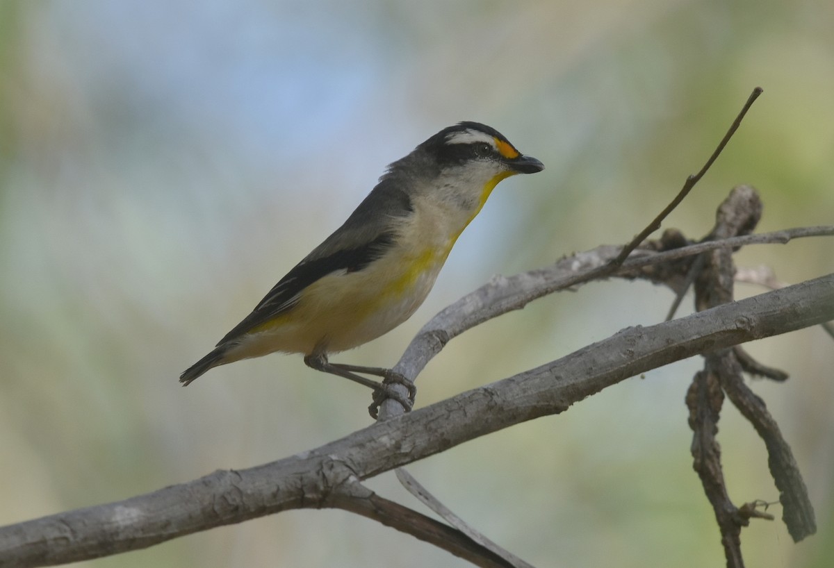 Pardalote à point jaune - ML623103929