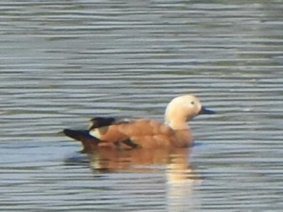 Ruddy Shelduck - ML623103983