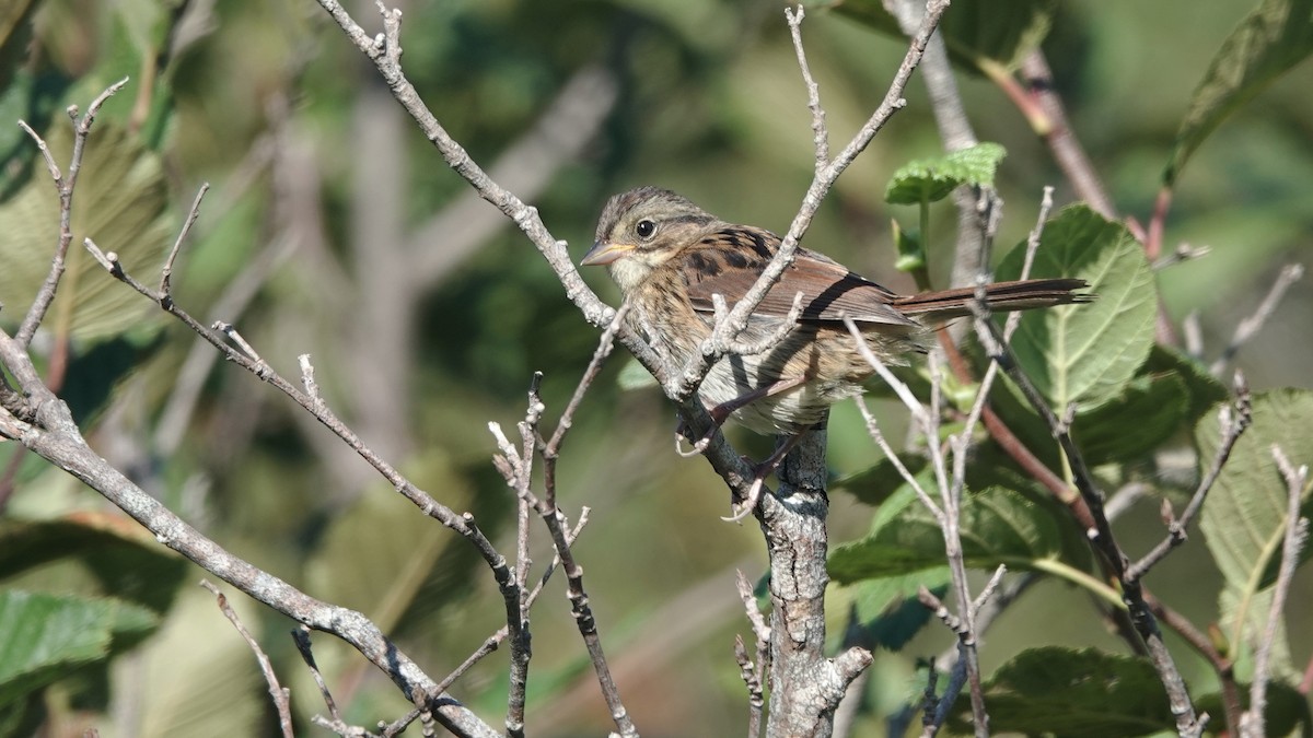 Lincoln's/Swamp Sparrow - ML623104012