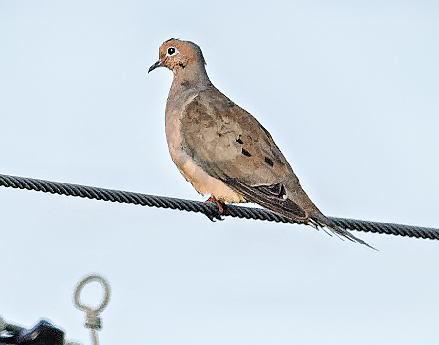 Mourning Dove - ML623104039