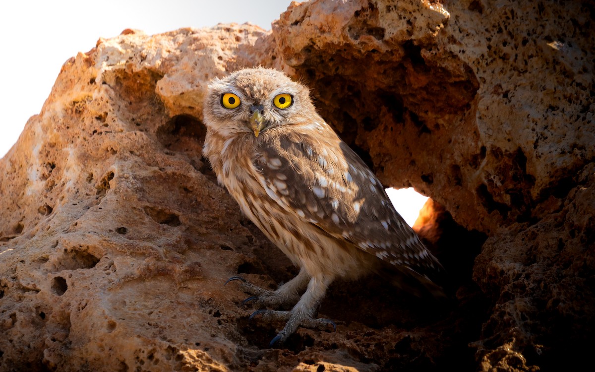 Little Owl - ML623104089