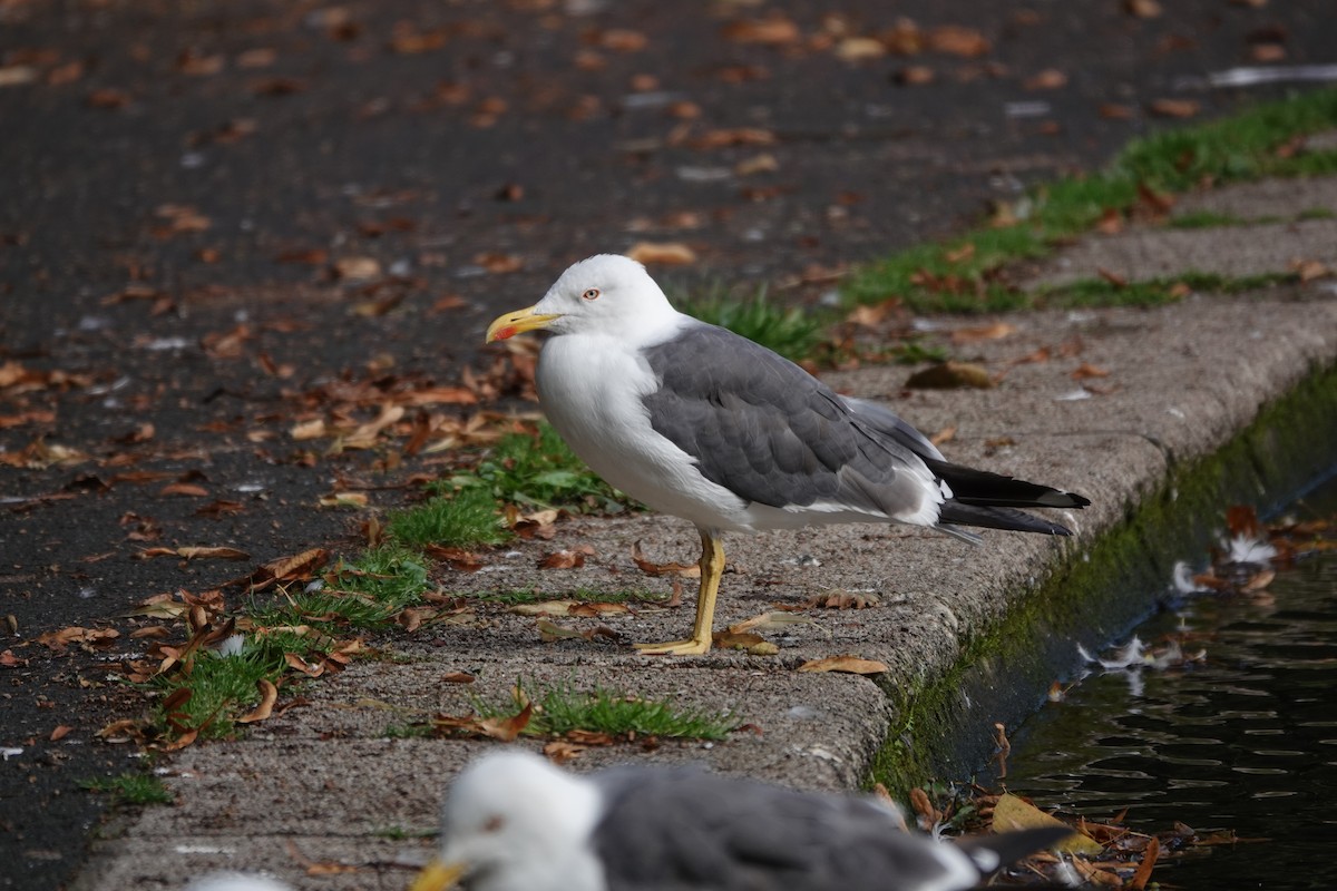 Lesser Black-backed Gull - ML623104090