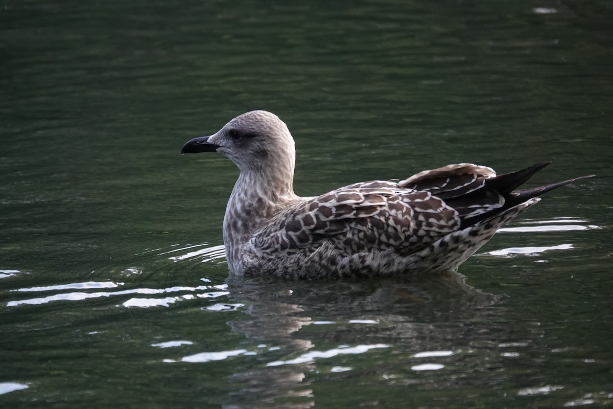 Gaviota Sombría - ML623104091