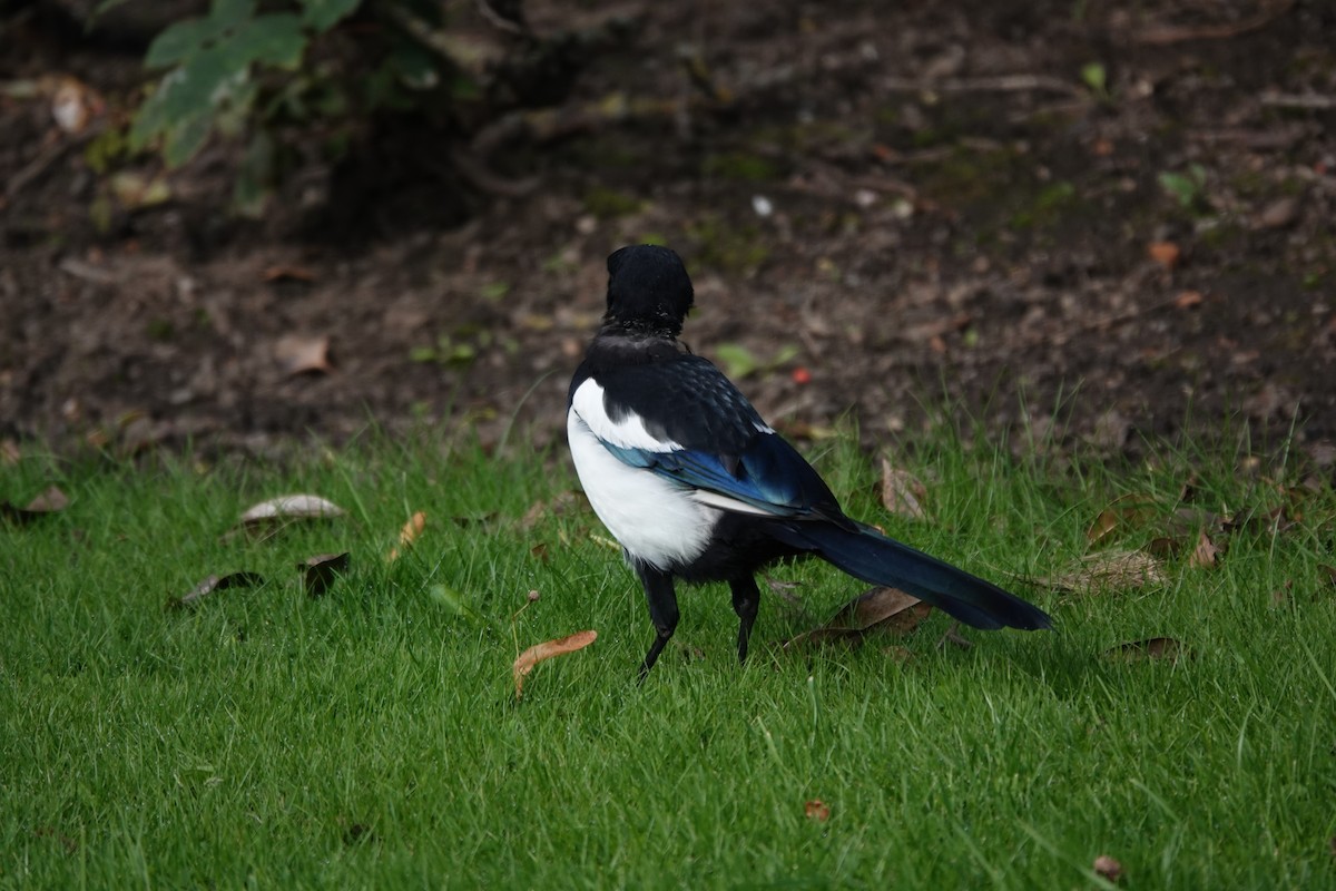 Eurasian Magpie - ML623104119