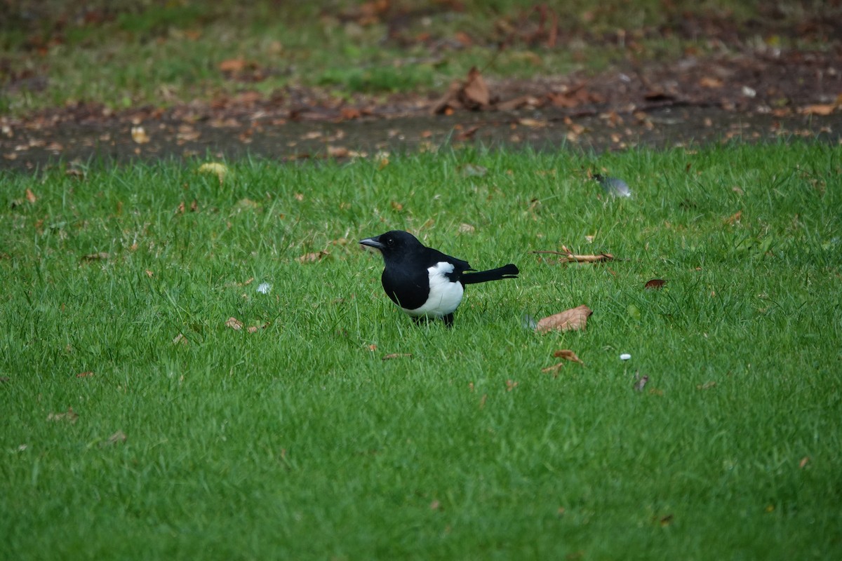 Eurasian Magpie - ML623104120