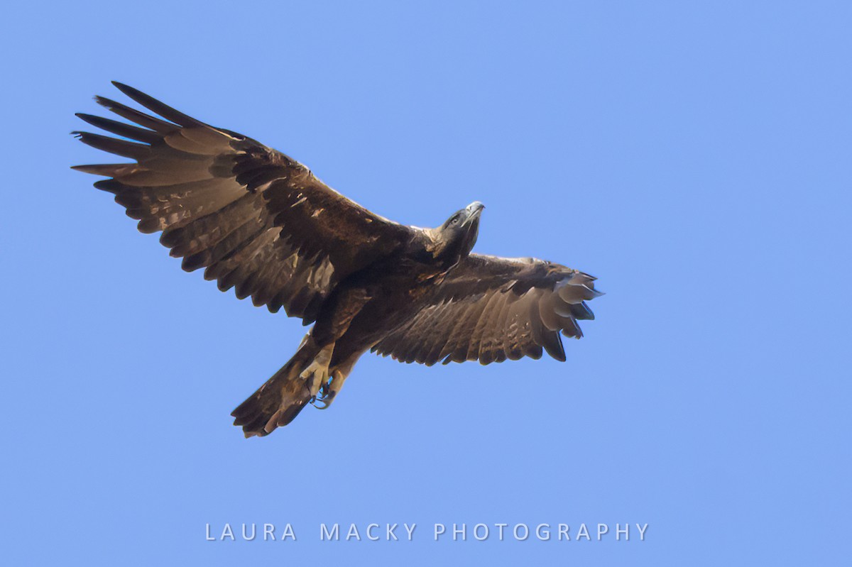 Golden Eagle - Laura Macky