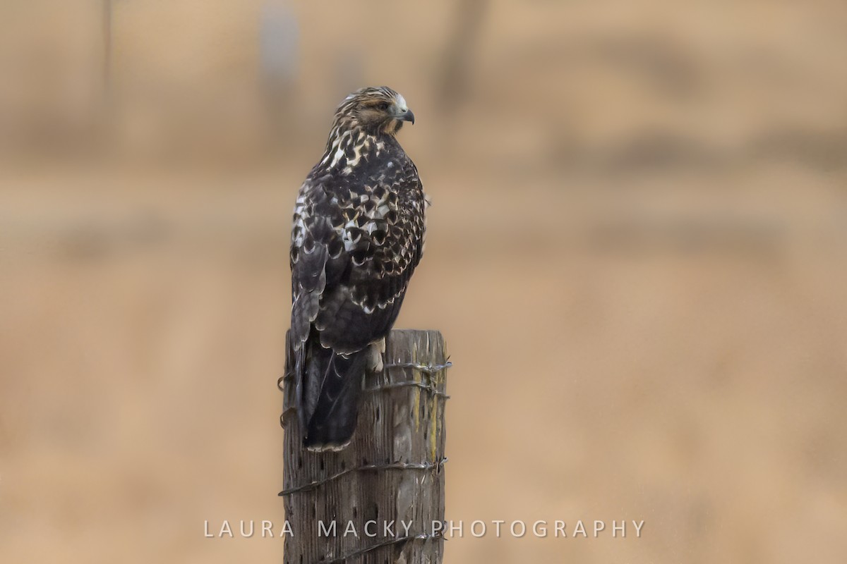 Swainson's Hawk - ML623104212