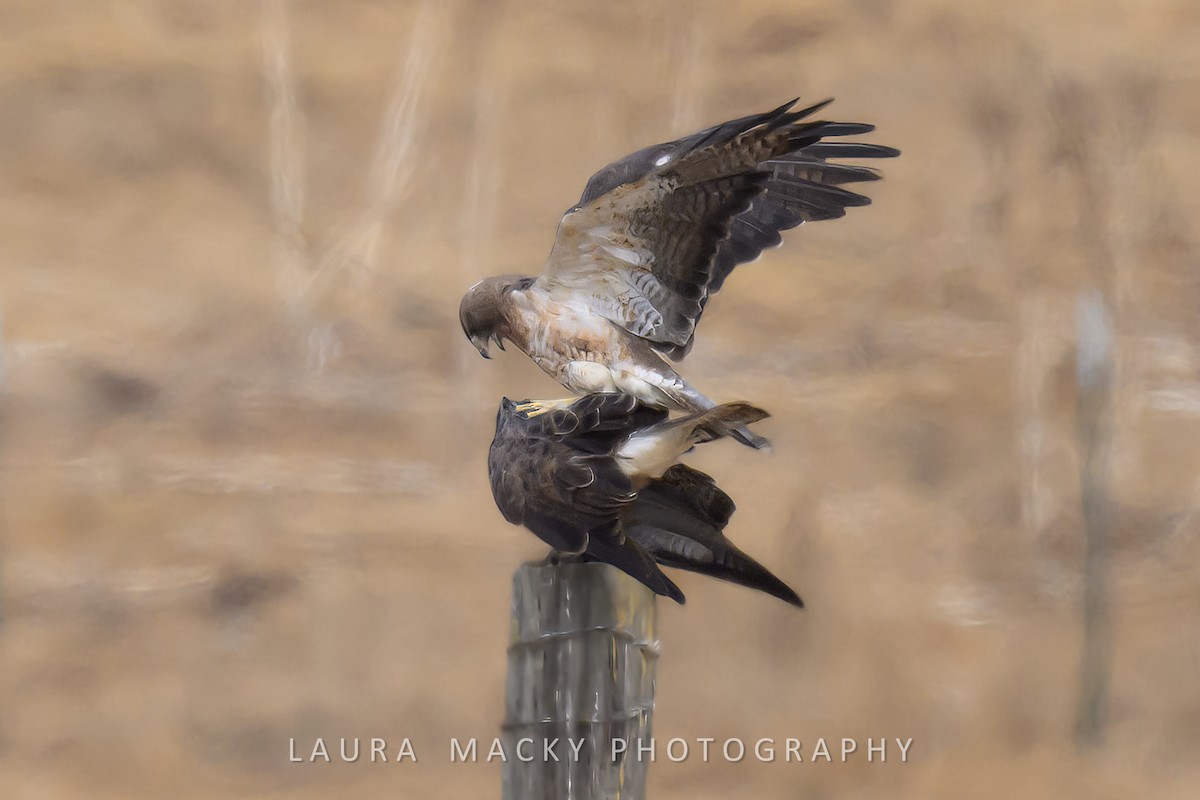 Swainson's Hawk - ML623104213