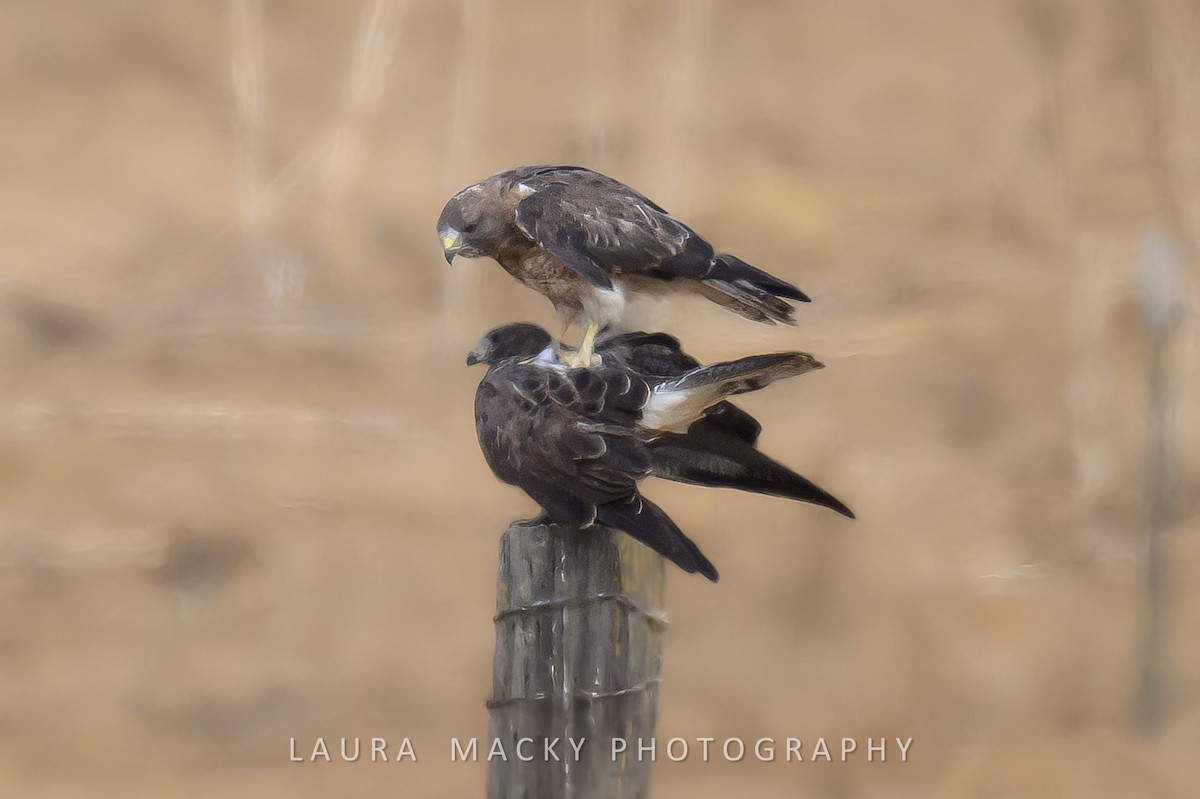 Swainson's Hawk - ML623104214