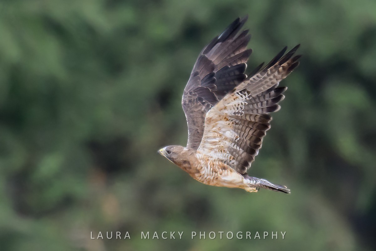 Swainson's Hawk - ML623104216