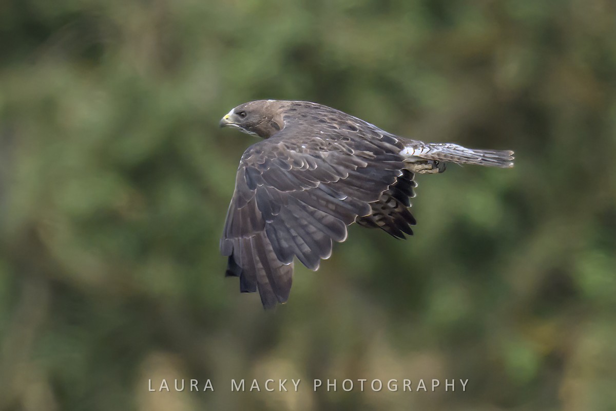 Swainson's Hawk - ML623104217