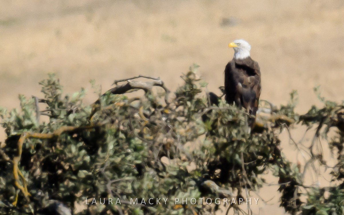 Bald Eagle - ML623104232