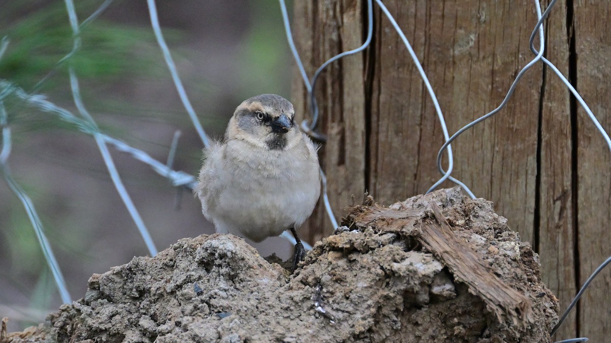 Kenya Rufous Sparrow - ML623104304