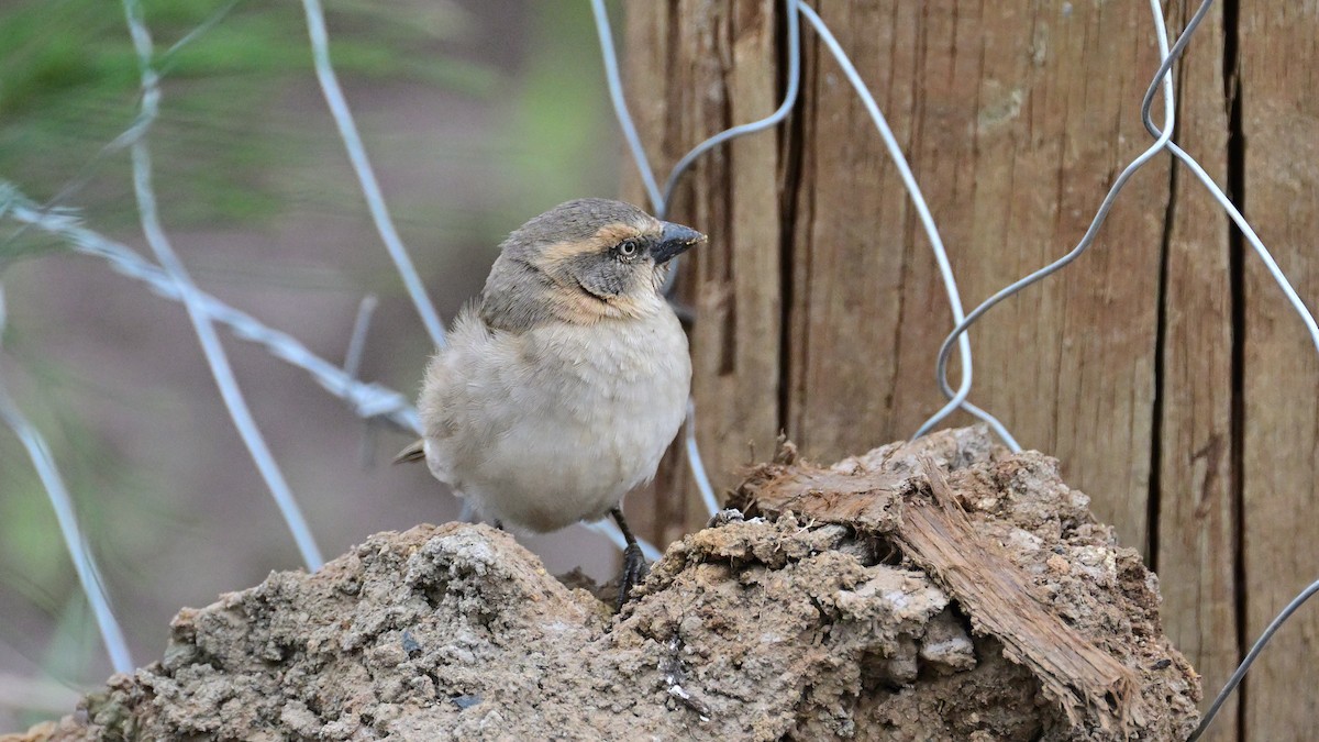 Kenya Rufous Sparrow - ML623104306