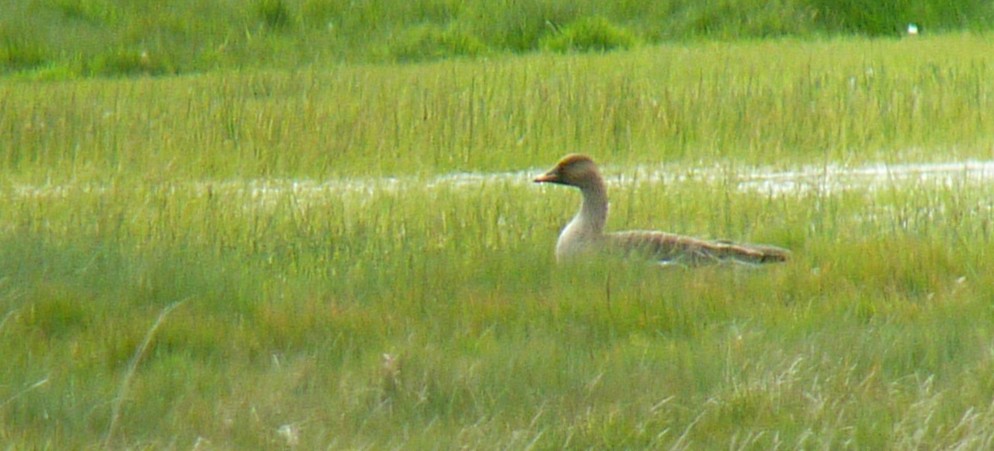 Taiga Bean-Goose - ML623104332