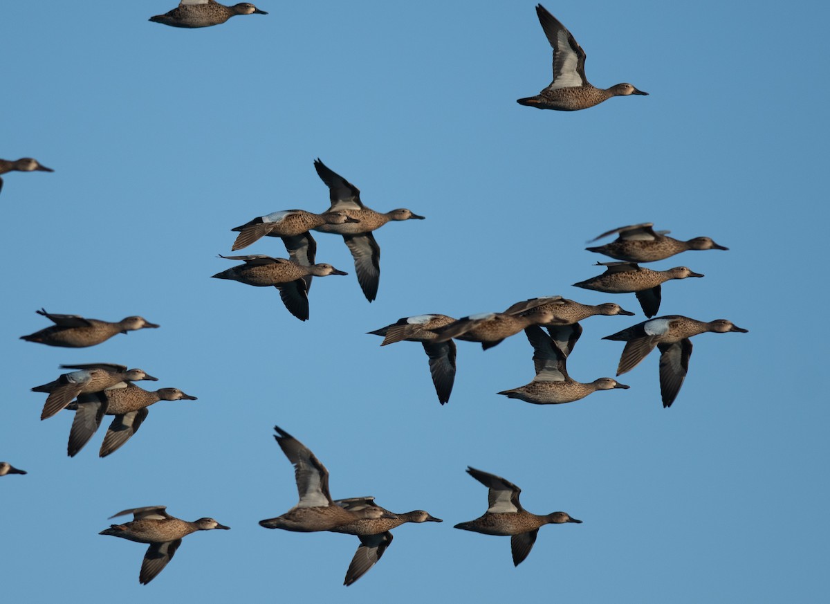 Blue-winged Teal - ML623104349