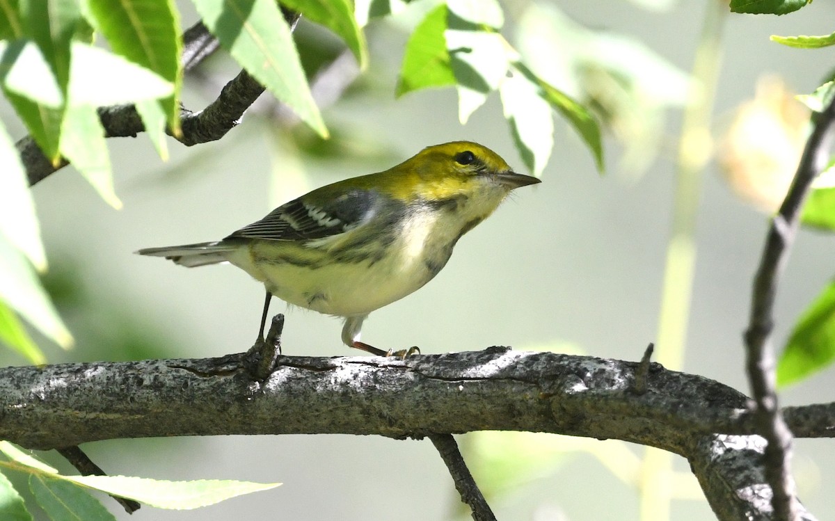 Black-throated Green Warbler - Nancy Hetrick