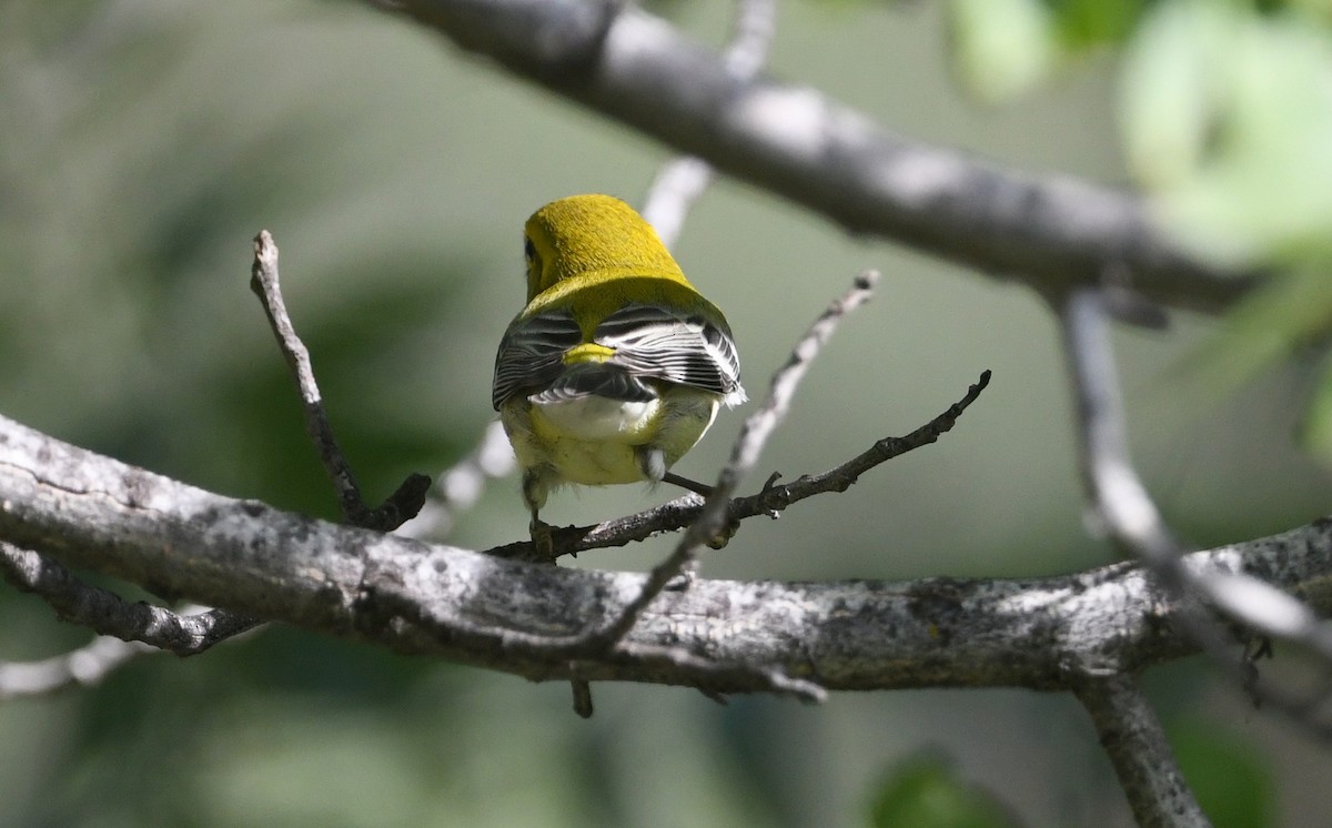 Black-throated Green Warbler - Nancy Hetrick