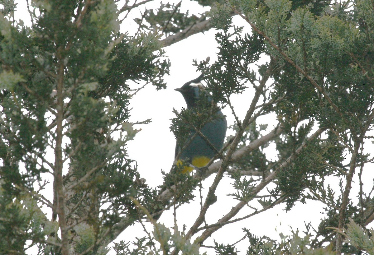 Western Crested Berrypecker - ML623104401