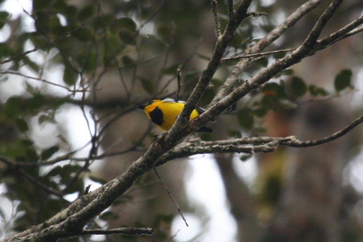 Black-breasted Boatbill - ML623104409