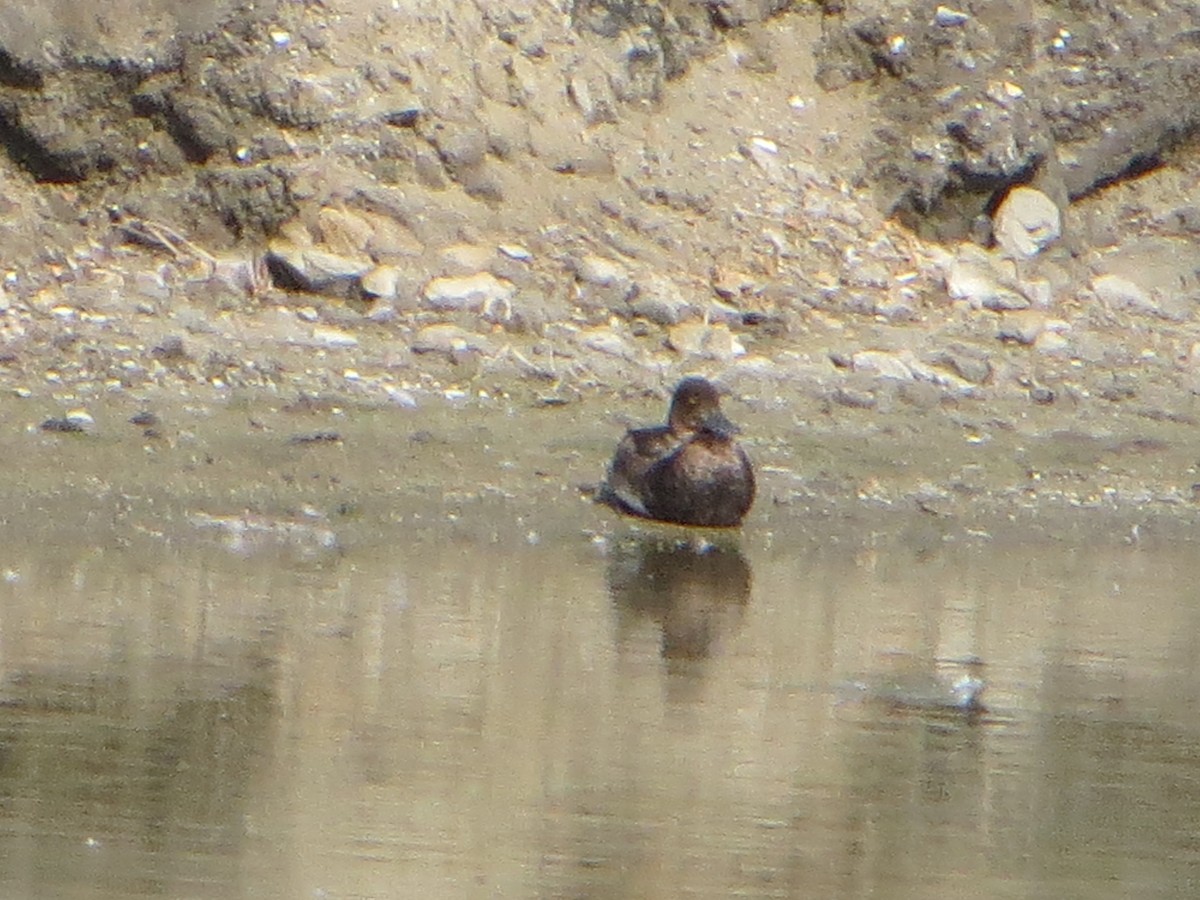 Lesser Scaup - ML623104428