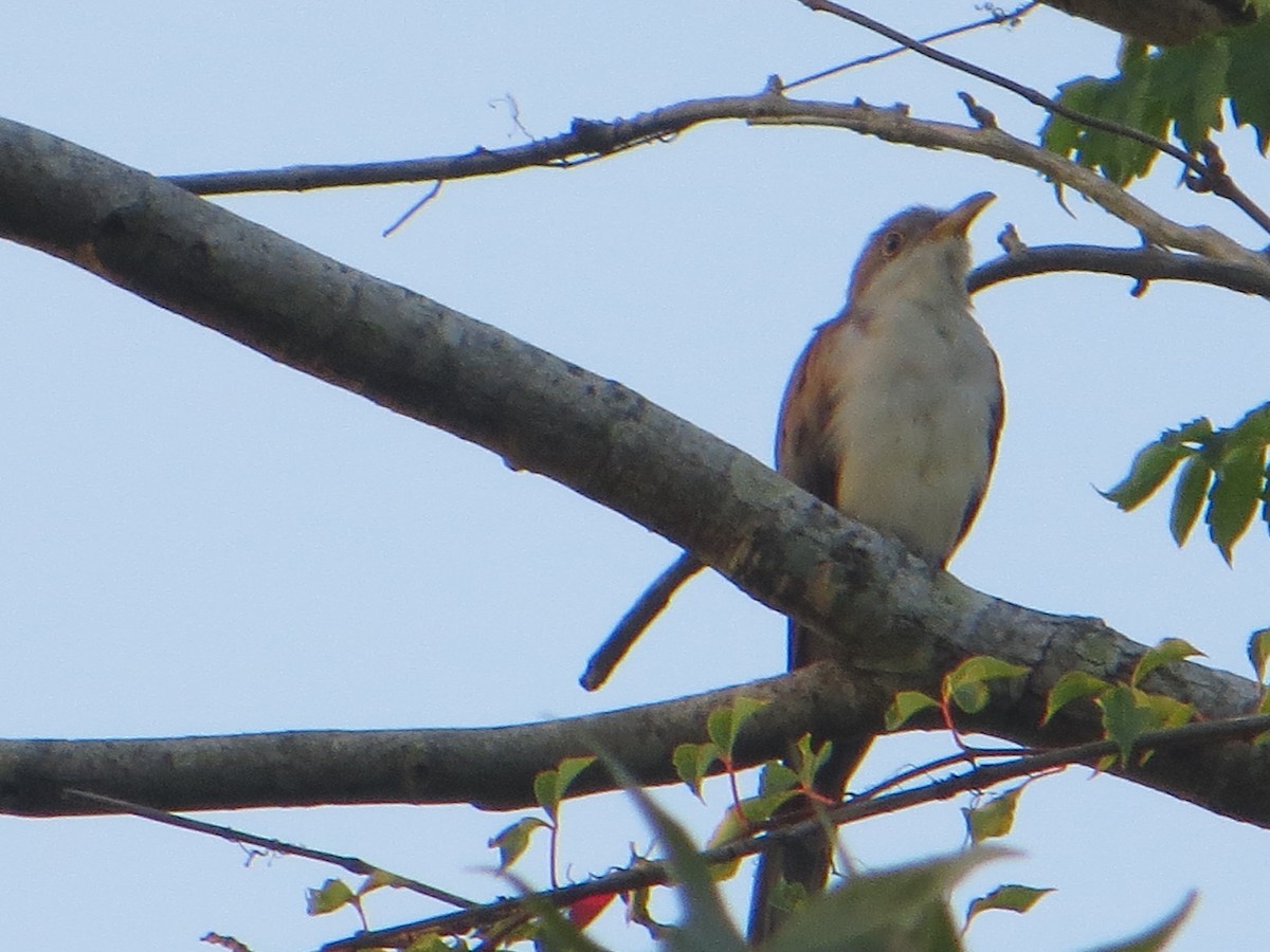 Yellow-billed Cuckoo - David Youker