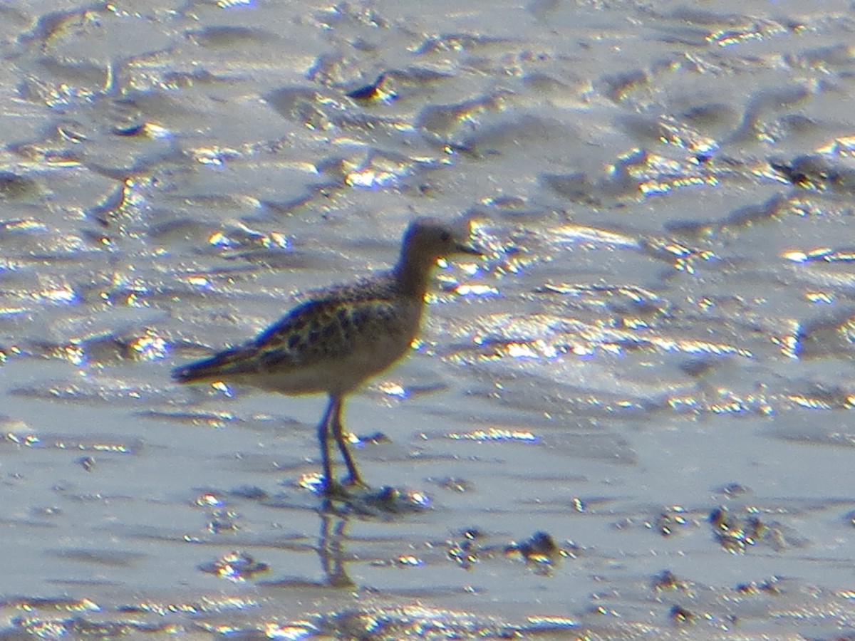 Buff-breasted Sandpiper - ML623104463