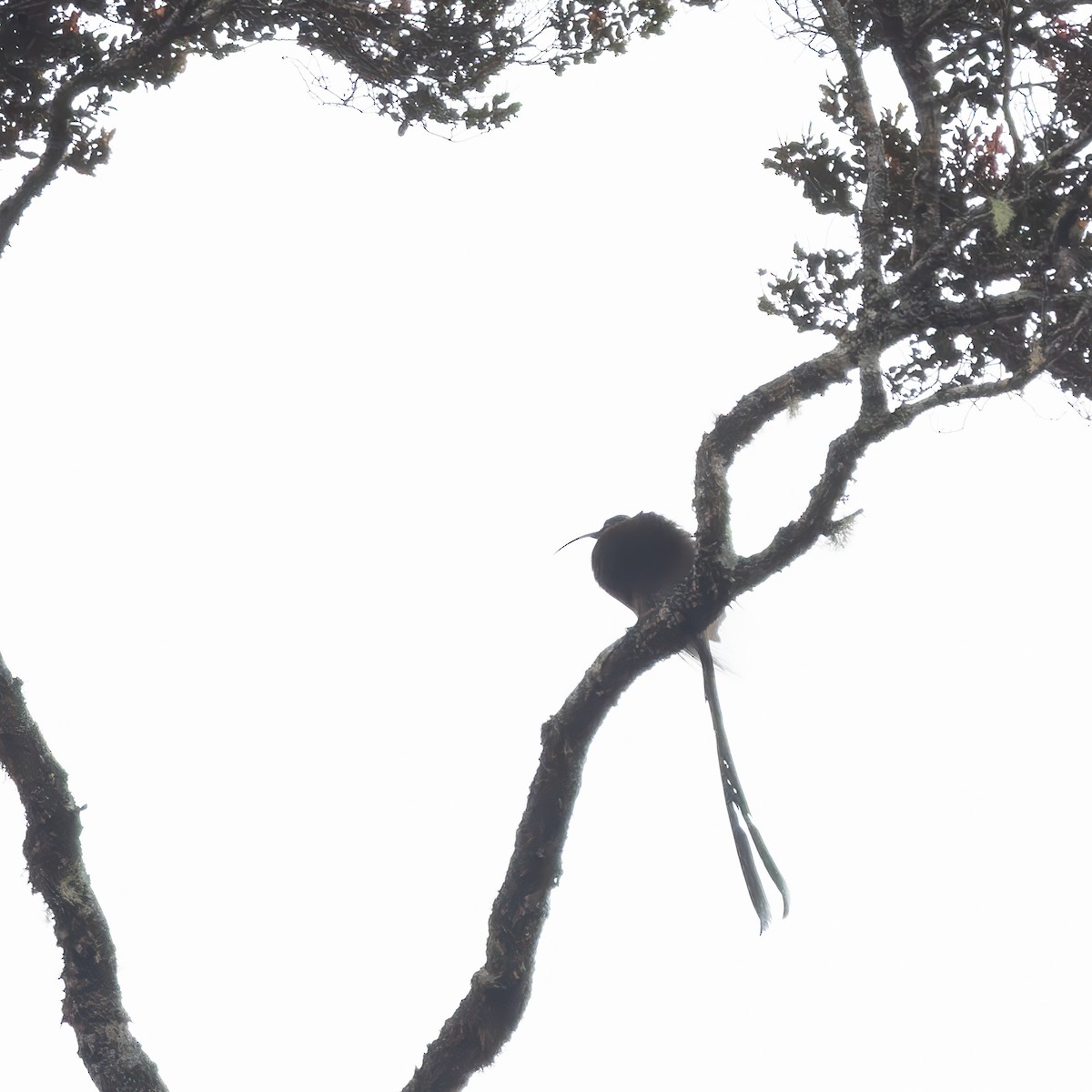 Brown Sicklebill - Per Smith