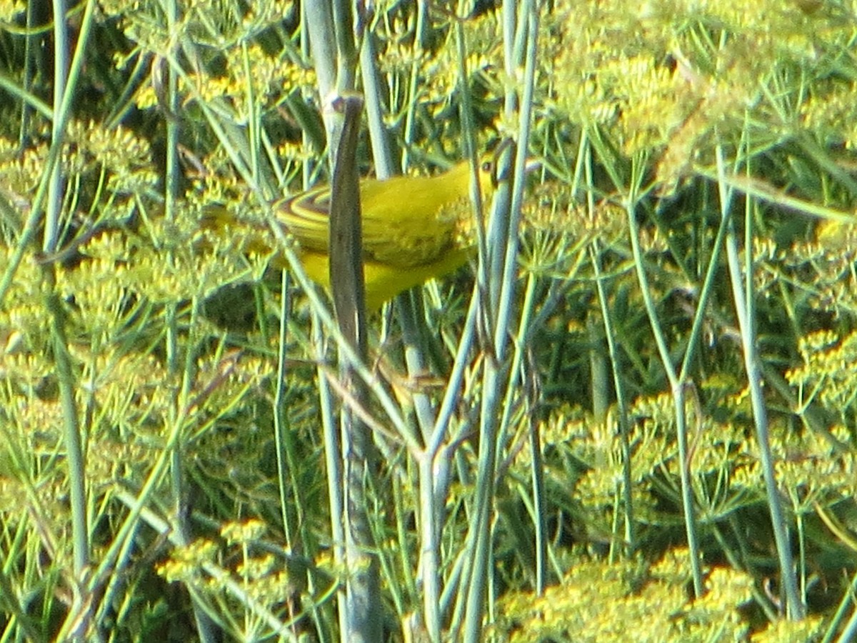 Paruline jaune - ML623104470